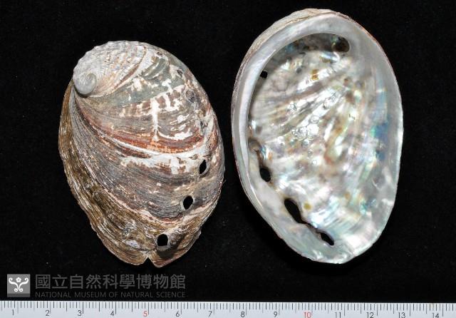 皺紋盤鮑藏品圖，第1張