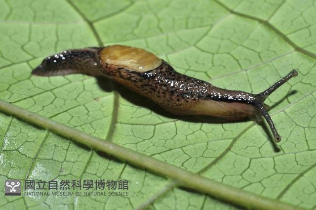 馬氏鱉甲蝸牛藏品圖，第1張