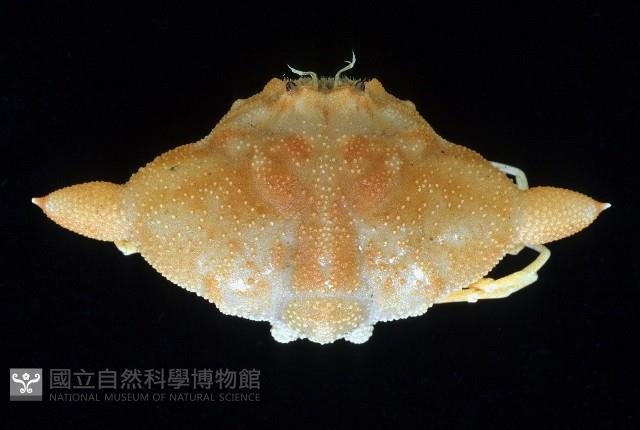 艾氏飛輪蟹藏品圖，第1張