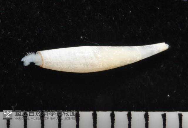 胖象牙貝藏品圖，第1張