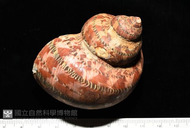 貓眼蠑螺藏品圖，第1張