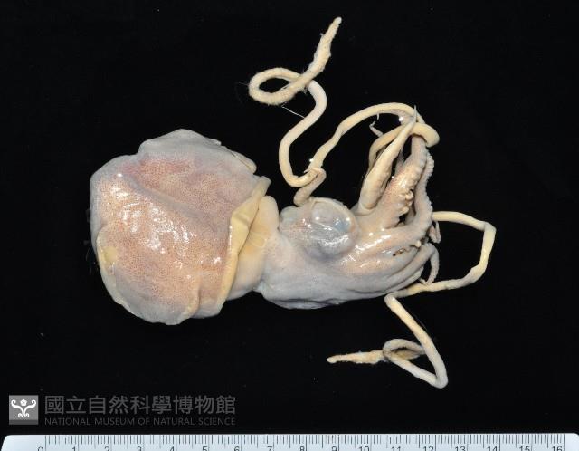 雙乳突僧頭烏賊藏品圖，第1張