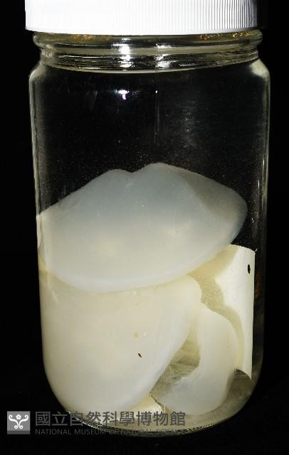未知種海月水母藏品圖，第1張