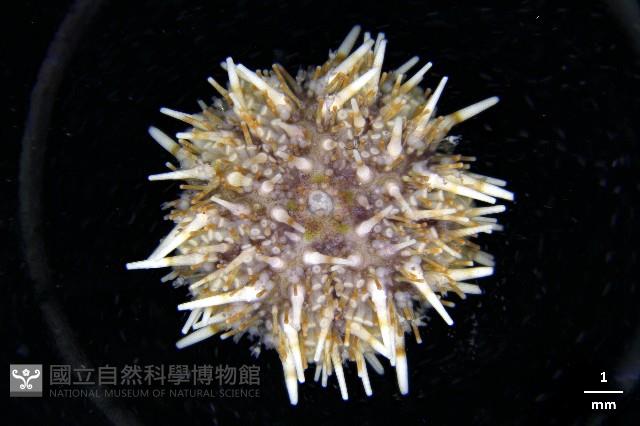 疣裸海膽藏品圖，第1張
