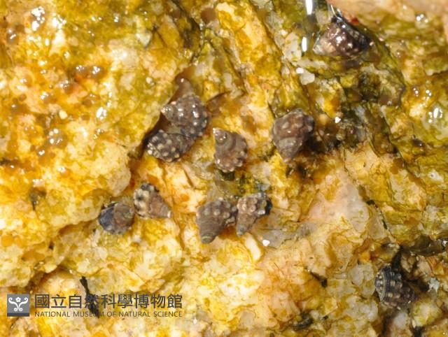 顆粒玉黍螺藏品圖，第1張