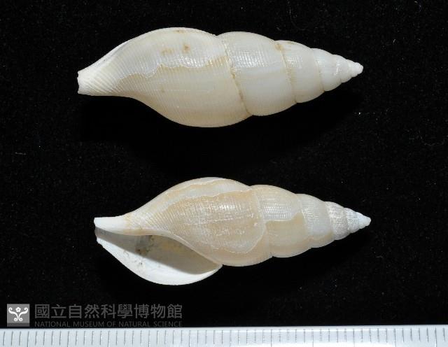 子彈布紋螺藏品圖，第1張