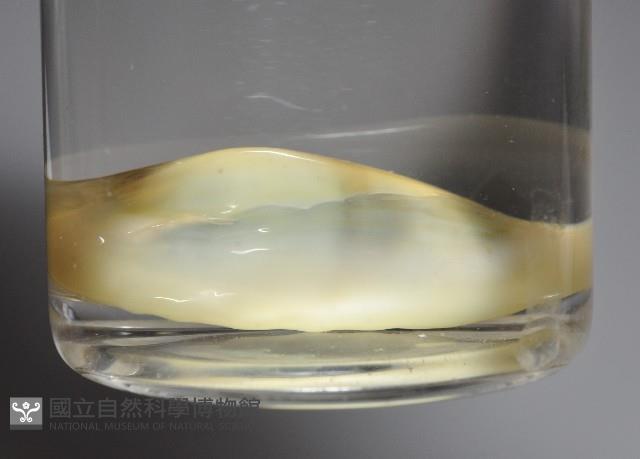 黃寶螺藏品圖，第1張