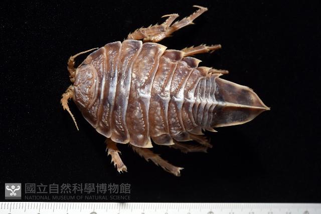 南極劍突水虱藏品圖，第1張