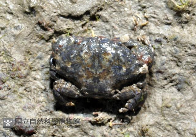 細巧皺蟹藏品圖，第1張