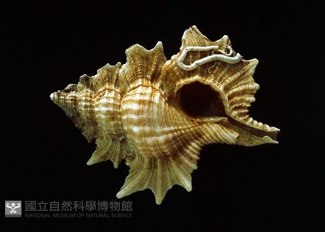 翼法螺藏品圖，第1張
