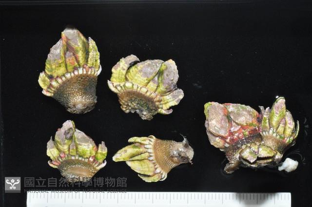 龜足茗荷(龜爪茗荷)藏品圖，第1張