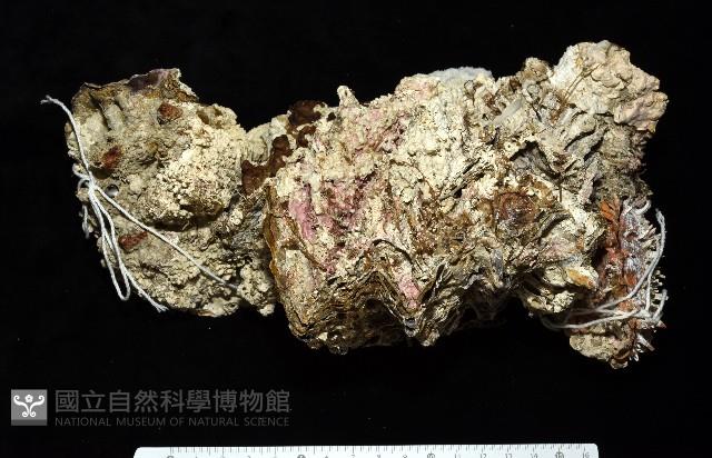 鋸齒牡蠣藏品圖，第1張