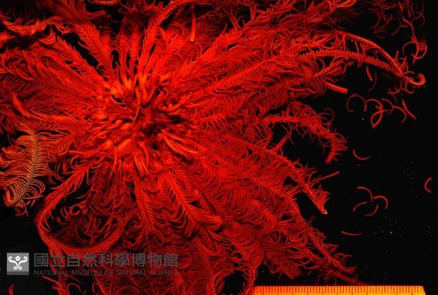 巨翅美羽枝藏品圖，第1張