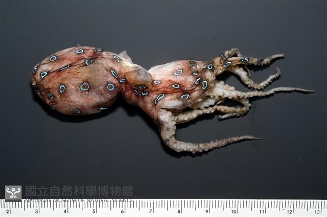 未知種藍環章魚藏品圖，第1張