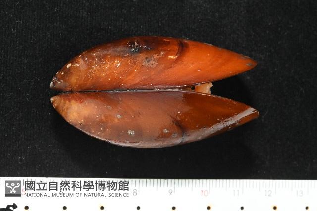 平端深海殼菜蛤藏品圖，第1張
