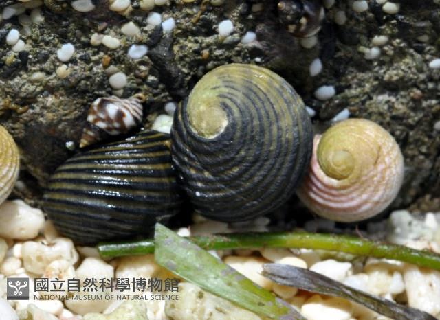 黑肋蜑螺藏品圖，第1張