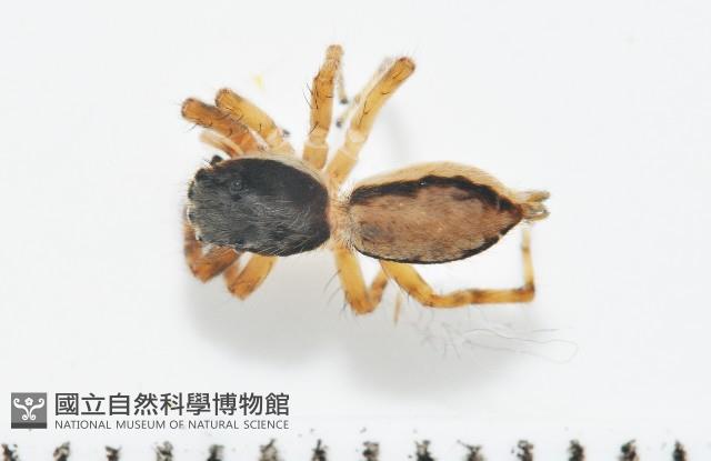 雙帶扁蠅虎藏品圖，第1張