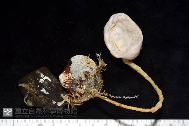 北極有柄海鞘藏品圖，第1張