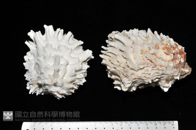 菊花偏口蛤藏品圖，第1張