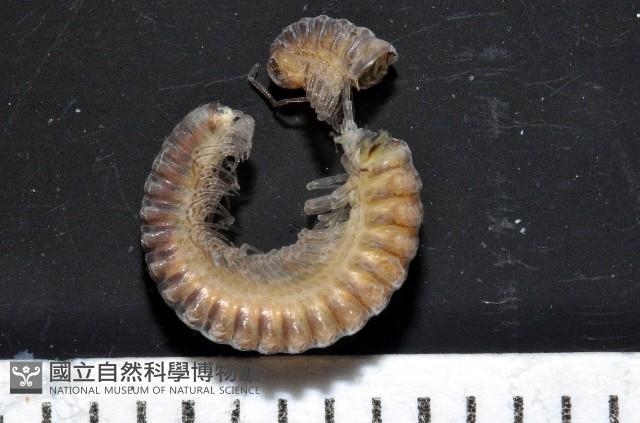 棘刺東京泡馬陸藏品圖，第1張