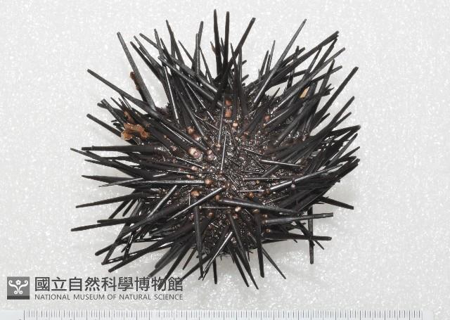 加州紅海膽藏品圖，第1張