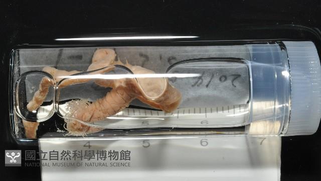 梧棲搓蟄蟲藏品圖，第1張
