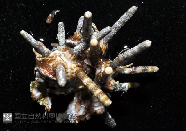 冠棘真頭帕海膽藏品圖，第1張