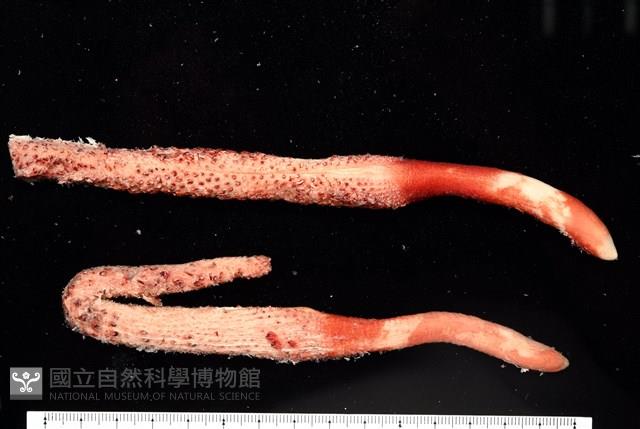 麥氏棘羽海鰓藏品圖，第1張