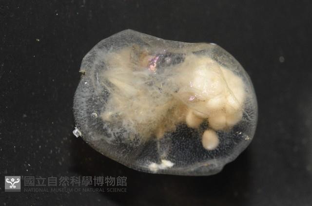 未知種海螢藏品圖，第1張