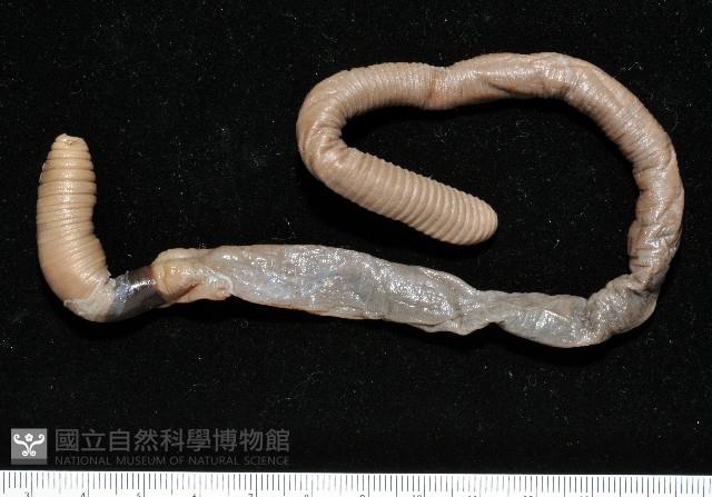 高屏遠環蚓藏品圖，第1張