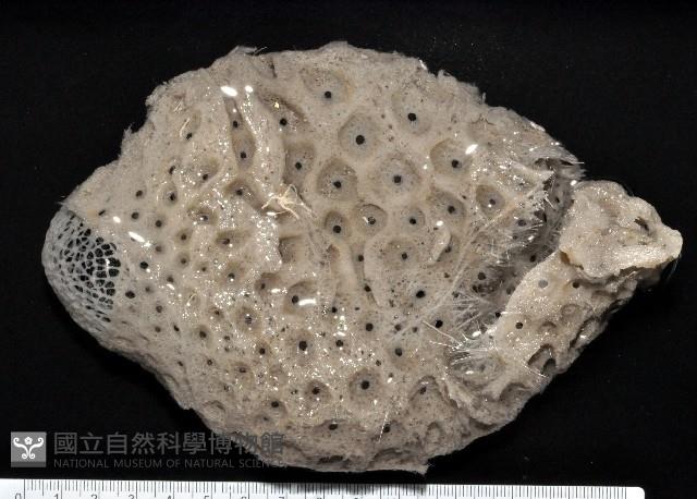 未知種拂子偕海綿藏品圖，第1張