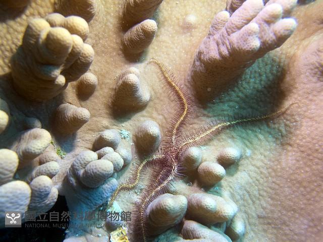 紫刺蛇尾藏品圖，第1張