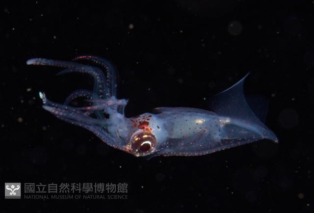 線紋擬鉤腕魷藏品圖，第1張