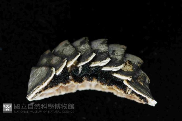 未知種深海石鱉藏品圖，第1張