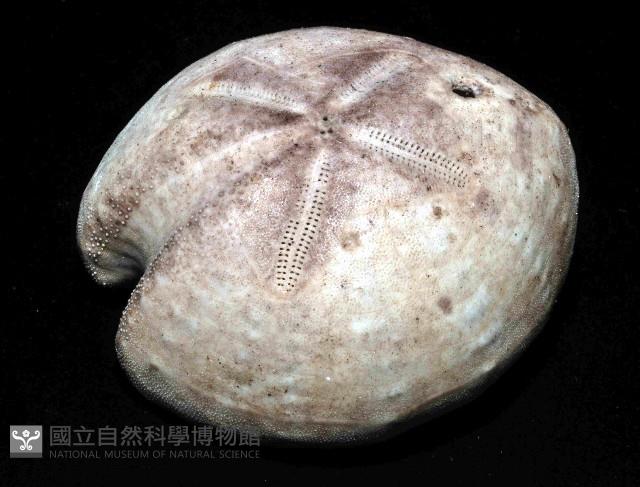 心形緣帶海膽藏品圖，第1張