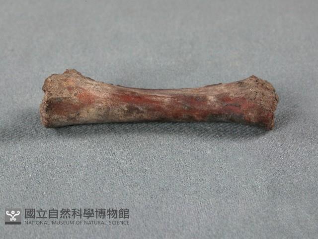 竹筒(骨)藏品圖，第1張