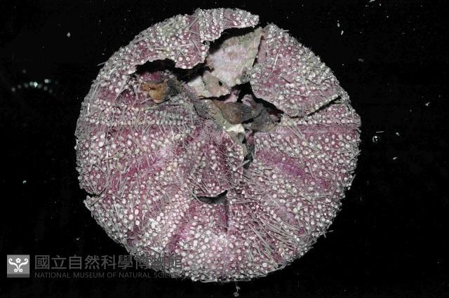 藍紫小肛海膽藏品圖，第1張