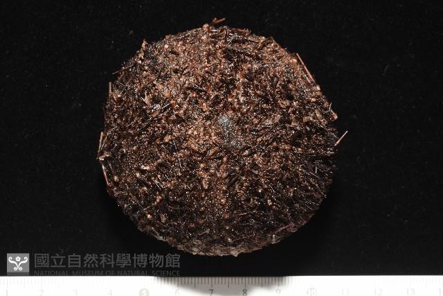 魯氏硬海膽藏品圖，第1張