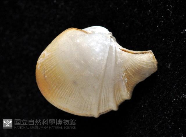 寶島杓蛤藏品圖，第1張