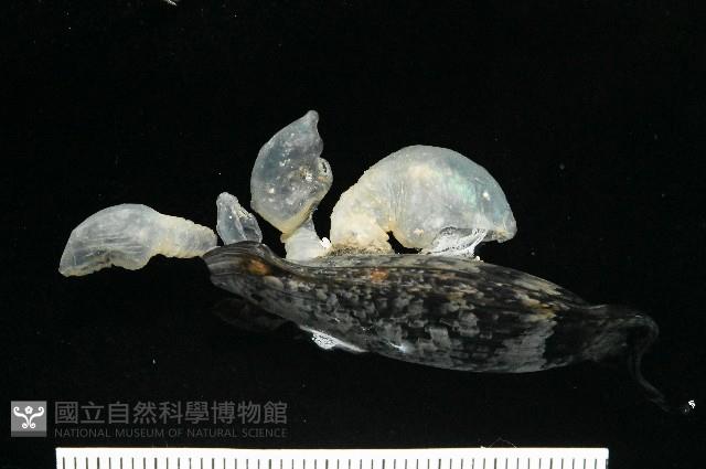 日本異茗荷藏品圖，第1張