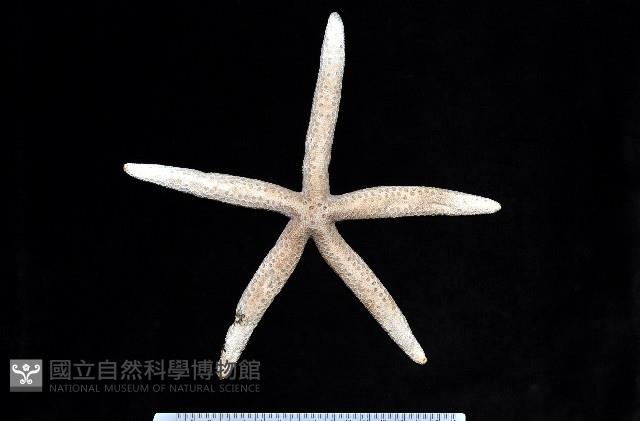 藍指海星藏品圖，第1張