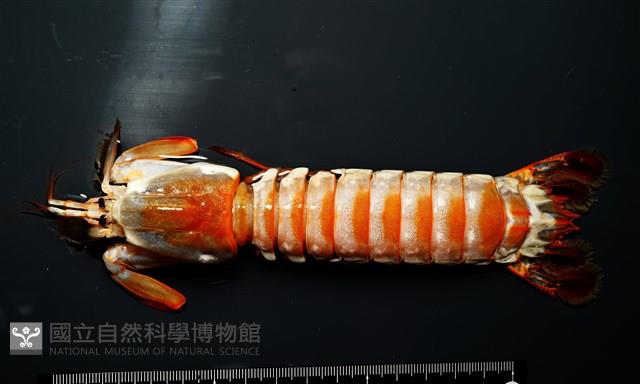韓氏(粗糙)橙蝦蛄藏品圖，第1張