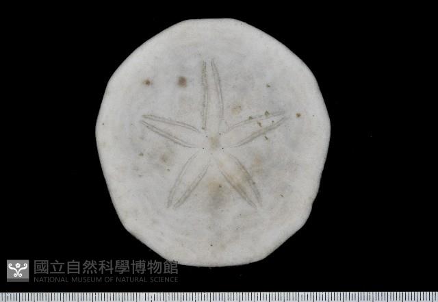 雷氏餅海膽藏品圖，第1張