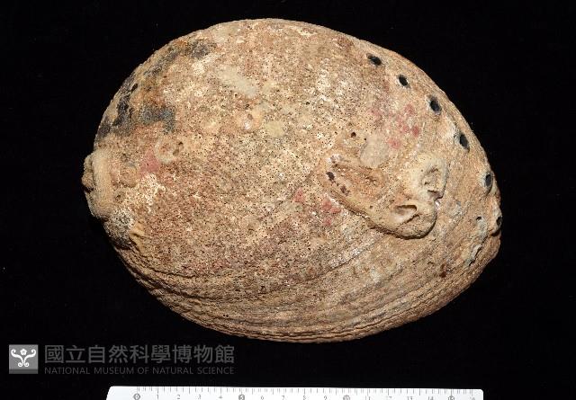 孔雀鮑螺藏品圖，第1張