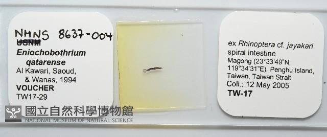 魚賁類絛蟲藏品圖，第1張