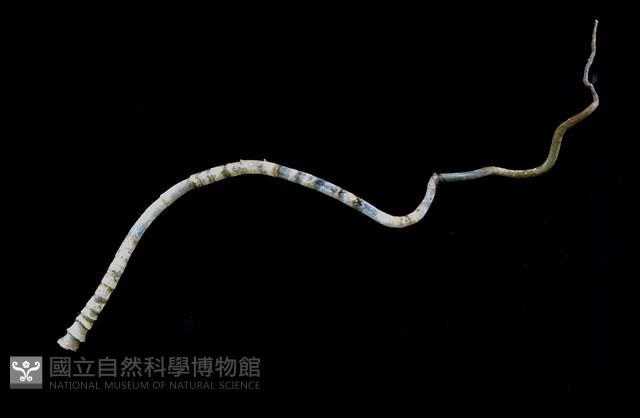 未知種瓣形纓腕蟲藏品圖，第1張