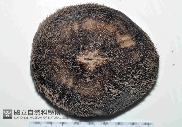 易碎脆心形海膽藏品圖，第1張