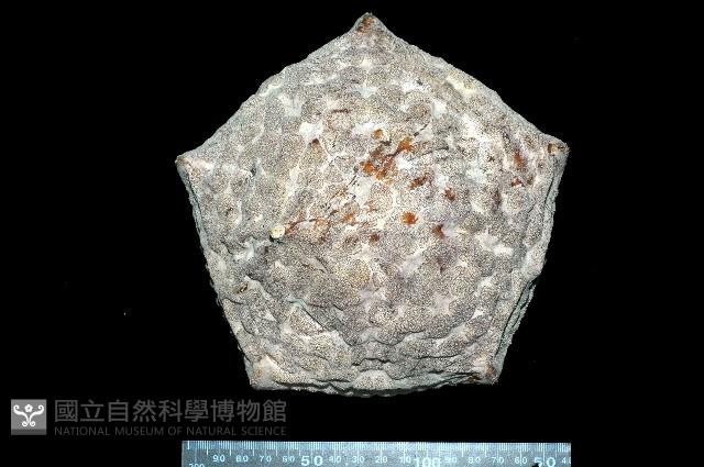 麵包海星(饅頭海星)藏品圖，第1張