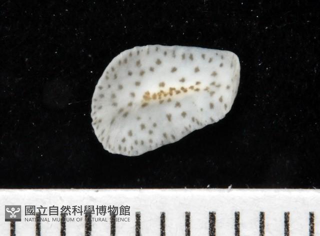 大盤扁蟲藏品圖，第1張