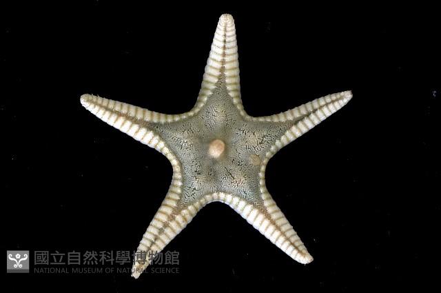 櫛盤海星藏品圖，第1張
